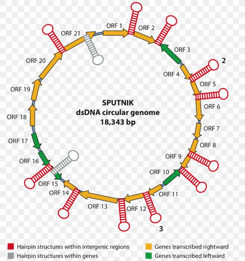 Mimivirus Acanthamoeba Polyphaga Leather DNA Virus, PNG, 843x899px, Mimivirus, Area, Bag, Diagram, Dna Virus Download Free
