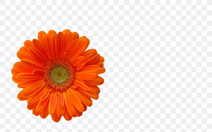 Transvaal Daisy English Marigold Cut Flowers Orange S.A., PNG, 1920x1200px, Transvaal Daisy, Calendula, Cut Flowers, Daisy Family, English Marigold Download Free