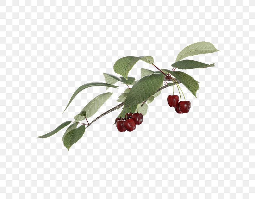 Cherry Lingonberry Image Stock.xchng Fruit, PNG, 640x640px, Cherry, Auglis, Berry, Branch, Food Download Free