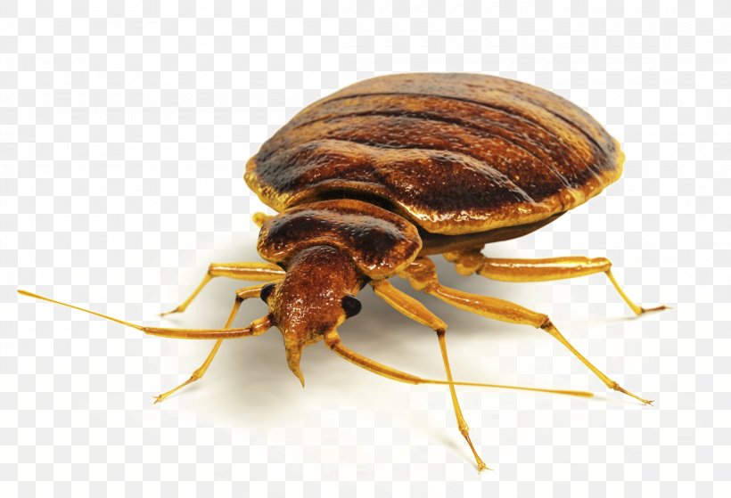 Insect Bed Bug Bite Bed Bug Control Techniques Pest Control, PNG, 2200x1500px, Insect, Apartment, Arthropod, Bed, Bed Bug Download Free