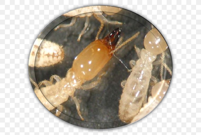 Insect Termite Ant Fumigation Pest Control, PNG, 632x551px, Insect, Animal Source Foods, Ant, Arthropod, Bed Bug Download Free