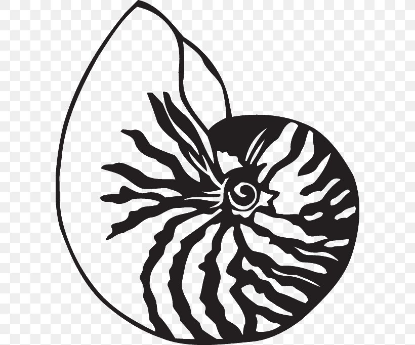 Nautilidae Chambered Nautilus Drawing Seashell Clip Art, PNG, 600x682px, Nautilidae, Artwork, Black And White, Chambered Nautilus, Decal Download Free