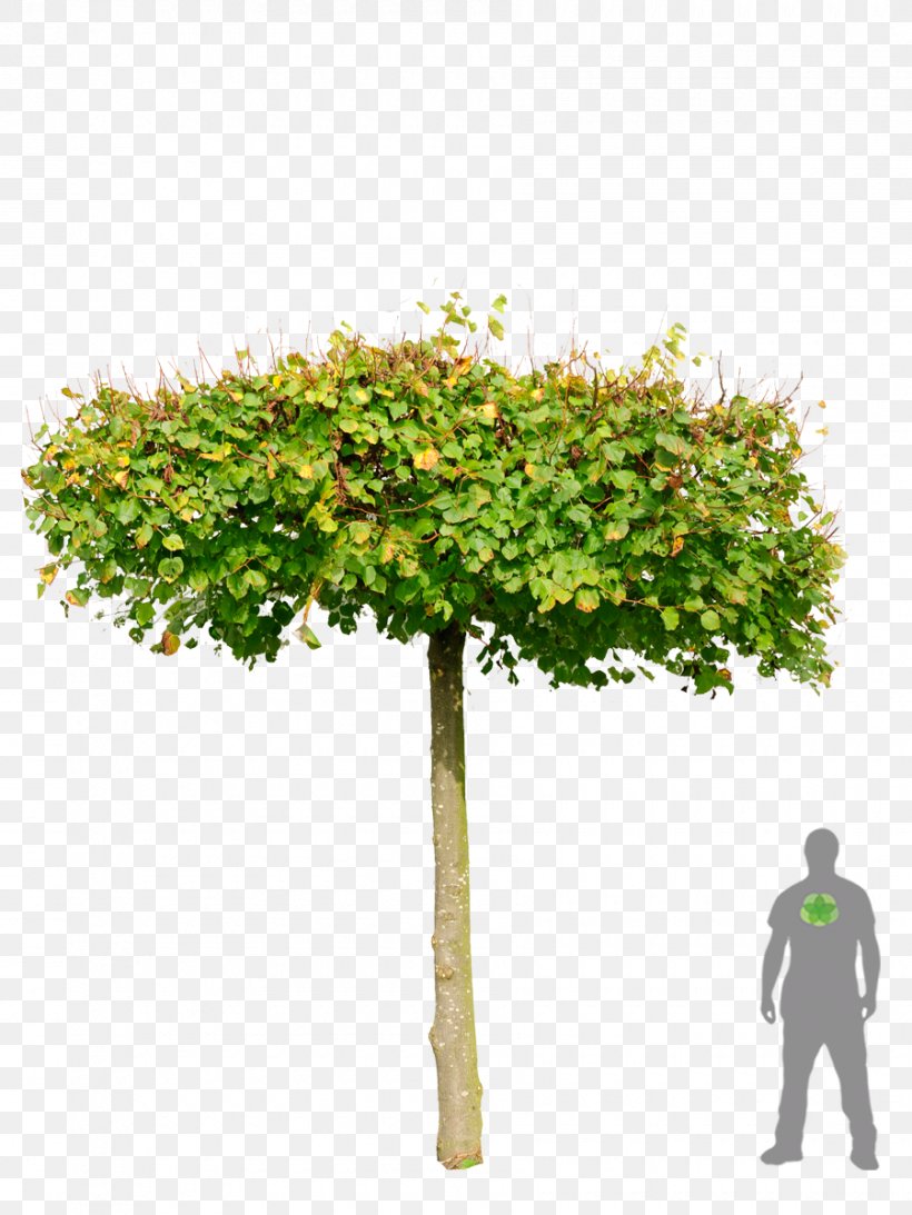 Shrub Flowerpot Plane Trees Branching, PNG, 900x1200px, Shrub, Branch, Branching, Flowerpot, Grass Download Free