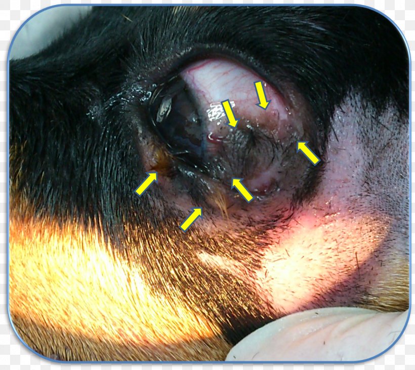 Snout Dog Jaw Close-up Ear, PNG, 1154x1028px, Snout, Close Up, Closeup, Dog, Dog Like Mammal Download Free