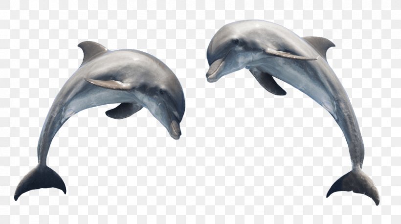 Spinner Dolphin Common Bottlenose Dolphin Transparency Clip Art, PNG, 850x475px, Spinner Dolphin, Bottlenose Dolphin, Cetacea, Common Bottlenose Dolphin, Dolphin Download Free