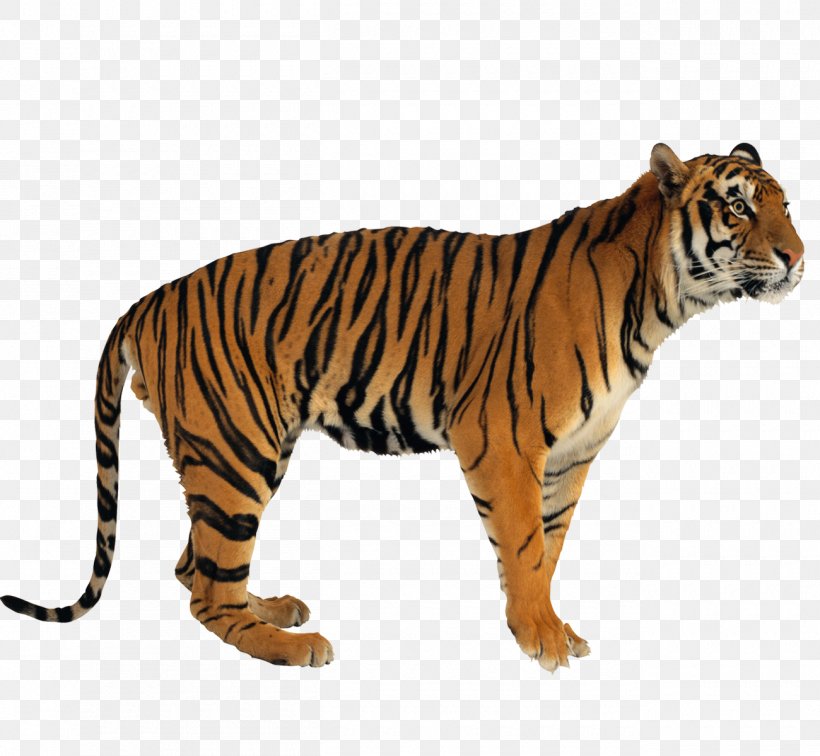 Tiger Aprender A Comprender: Programa De Comprensixf3n Verbal Cat, PNG, 1300x1200px, Tiger, Animal, Big Cats, Carnivoran, Cat Download Free