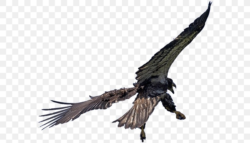 Bald Eagle Pacific Northwest Fauna Beak, PNG, 582x471px, Eagle, Bald Eagle, Beak, Bird, Bird Of Prey Download Free
