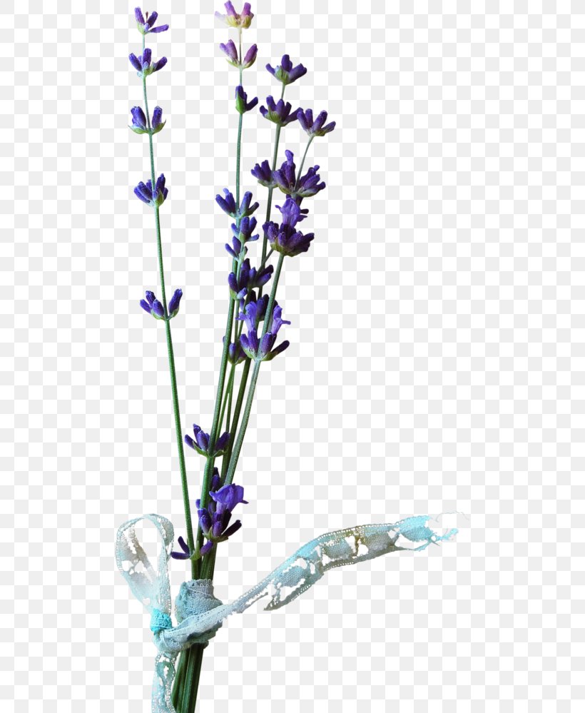 Cut Flowers Blume English Lavender Pinnwand, PNG, 498x999px, Flower, Blume, Branch, Chicory, Common Sage Download Free