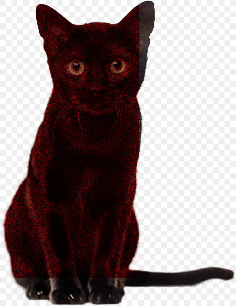 German Rex Black Cat Havana Brown Korat Domestic Short-haired Cat, PNG, 1741x2253px, German Rex, American Shorthair, Asia, Black, Black Cat Download Free