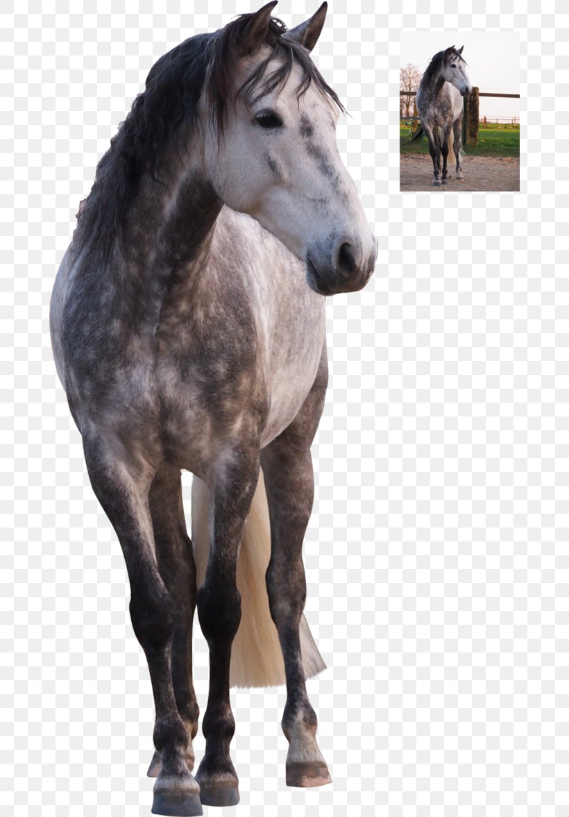Stallion Andalusian Horse Mare Mustang Colt, PNG, 678x1177px, Stallion, Andalusian Horse, Colt, Domestic Animal, Fauna Download Free