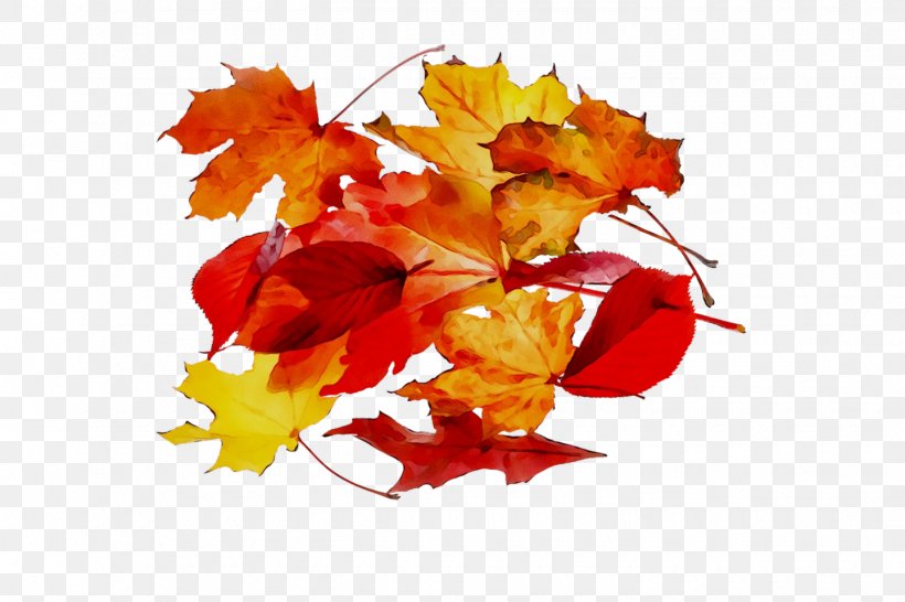 Maple Leaf Orange S.A., PNG, 1440x960px, Maple Leaf, Autumn, Black Maple, Branch, Deciduous Download Free