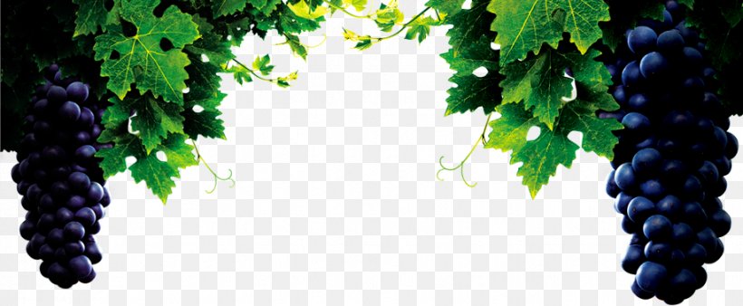 Red Wine Common Grape Vine Chxe2teau Lafite Rothschild, PNG, 916x378px, Red Wine, Alcoholic Drink, Chxe2teau Lafite Rothschild, Chxe2teau Latour, Common Grape Vine Download Free