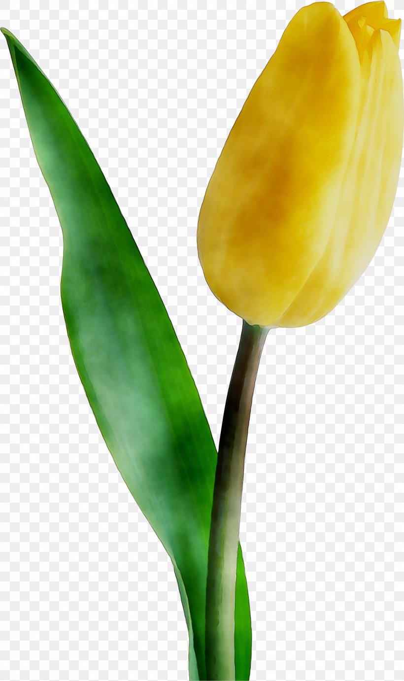 Tulip Garden Roses Plant Stem Petal Plants, PNG, 1779x3000px, Tulip, Alismatales, Anthurium, Arum, Arum Family Download Free