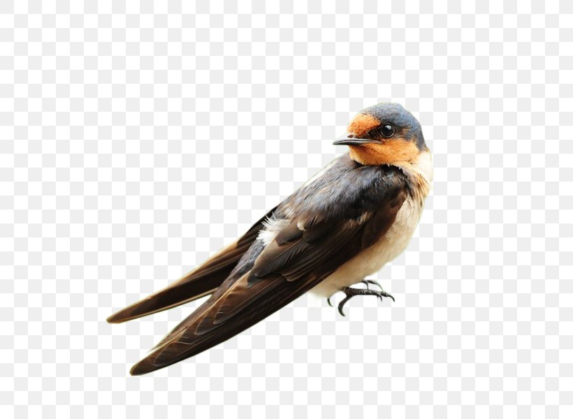 Bird Parrot Passerine Swallow Wallpaper, PNG, 800x600px, Bird, Barn Swallow, Beak, Bird Of Prey, Cuteness Download Free