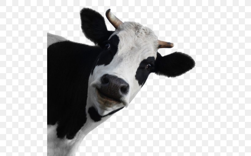 Dairy Cattle Stock.xchng Holstein Friesian Cattle Stock Photography Brown Swiss Cattle, PNG, 512x512px, Dairy Cattle, Brown Swiss Cattle, Calf, Cattle, Cattle Like Mammal Download Free