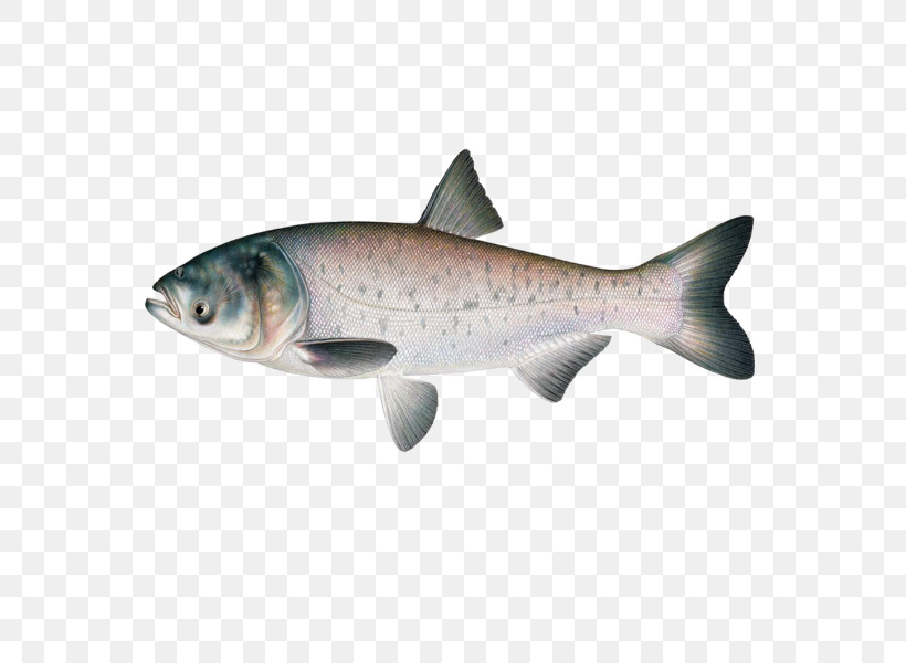 Fish Fish Salmon Trout Coho, PNG, 600x600px, Fish, Bonyfish, Brown Trout, Coho, Salmon Download Free