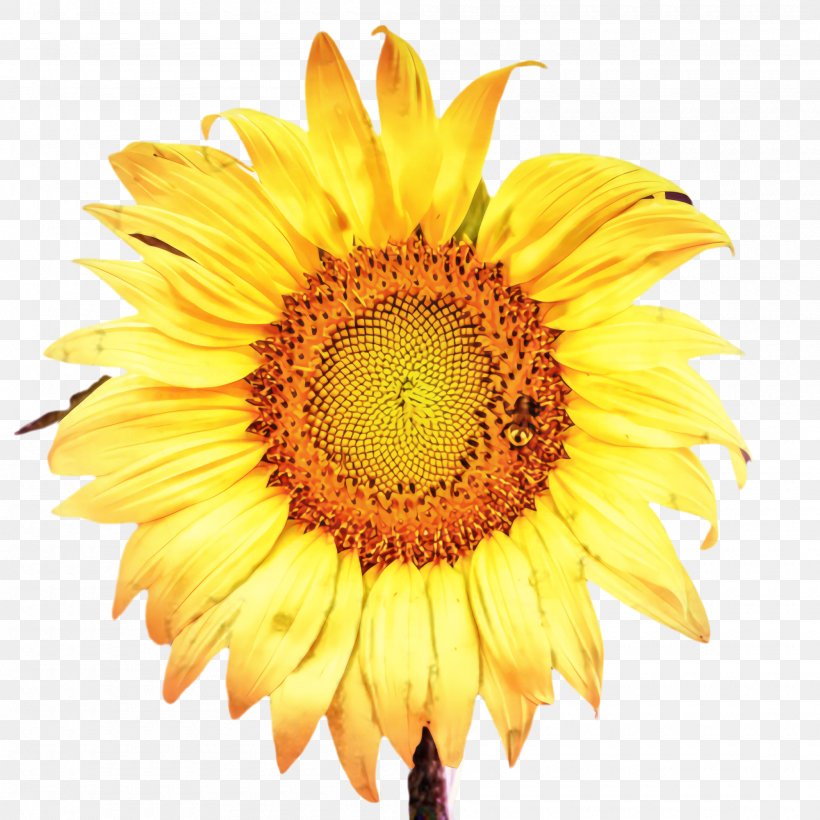 Flowers Background, PNG, 2000x2000px, Sunflower, Advertising, Annual Plant, Asterales, Bloom Download Free