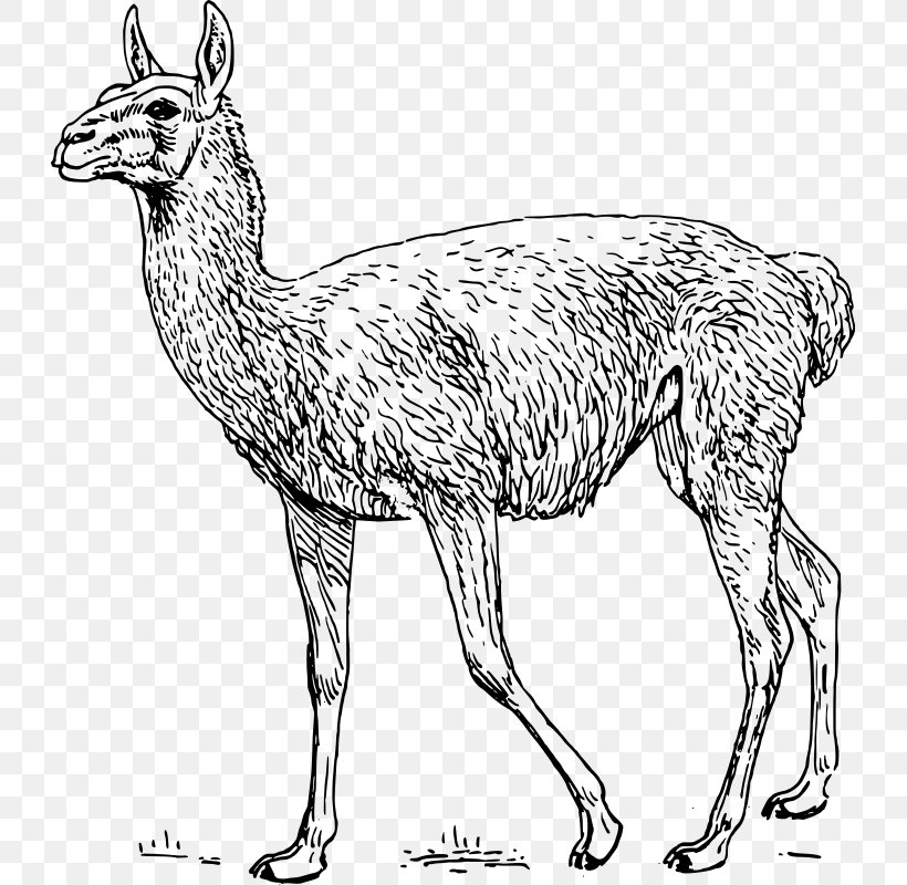 Guanaco Llama Clip Art, PNG, 727x800px, Guanaco, Animal Figure, Black And White, Camel Like Mammal, Deer Download Free