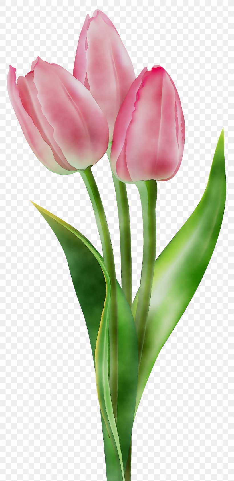 Indira Gandhi Memorial Tulip Garden Clip Art Image Illustration, PNG, 2070x4251px, Indira Gandhi Memorial Tulip Garden, Anthurium, Botany, Bud, Cut Flowers Download Free