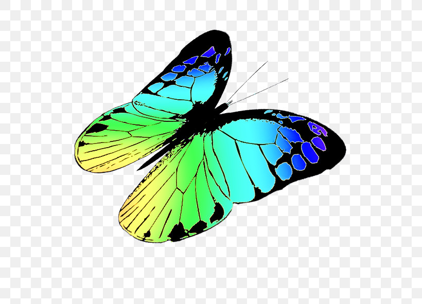 Monarch Butterfly, PNG, 591x591px, Monarch Butterfly, Brushfooted Butterflies, Butterflies, Microsoft Azure, Pieridae Download Free