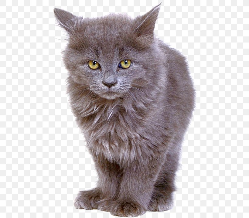 Nebelung British Semi-longhair Persian Cat Chartreux British Shorthair, PNG, 489x718px, Nebelung, American Shorthair, Animal, Asian Semi Longhair, British Semi Longhair Download Free