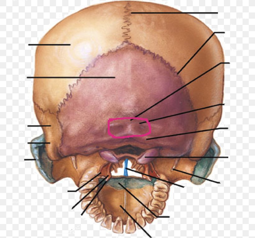 Occipital Bone Occipital Condyles Skull Temporal Bone Anatomy, PNG, 766x765px, Watercolor, Cartoon, Flower, Frame, Heart Download Free