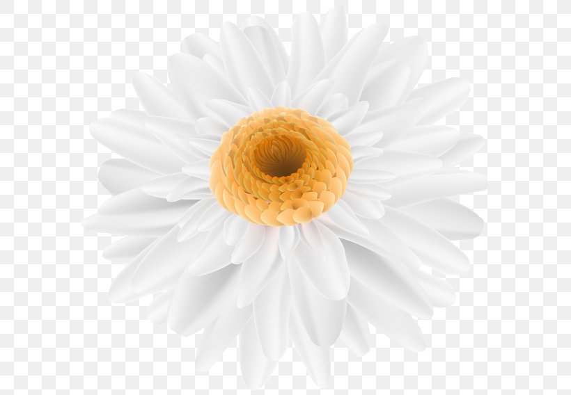 Chamomile Image Design Clip Art Illustration, PNG, 600x568px, Chamomile, Art Museum, Chrysanths, Color, Daisy Download Free