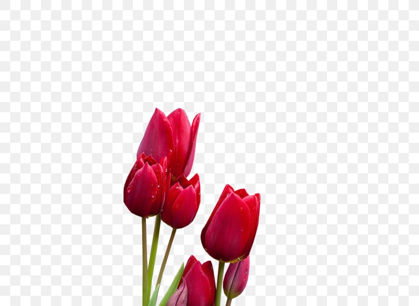 Tulip Cut Flowers Plant Stem Bud Petal, PNG, 600x600px, Tulip, Bud, Closeup, Cut Flowers, Flower Download Free