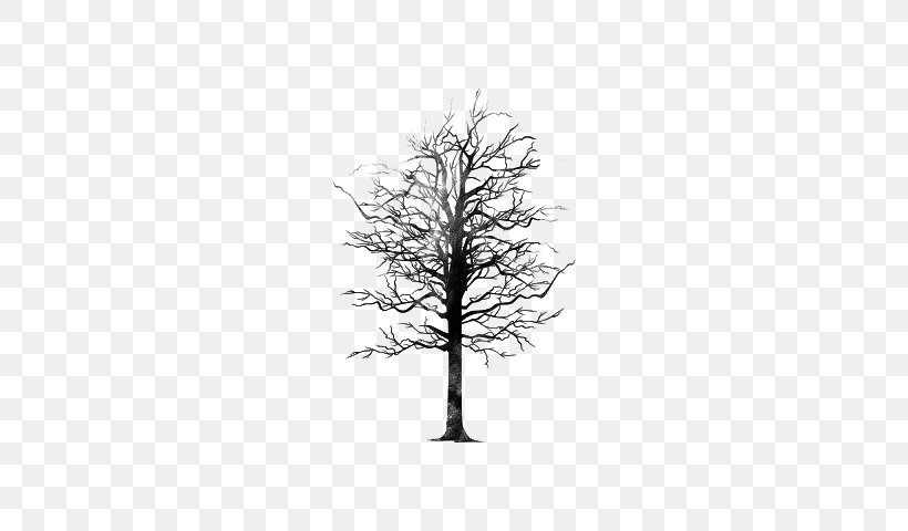 Twig Tree Editing, PNG, 640x480px, Twig, Black And White, Blog, Branch, Cropping Download Free