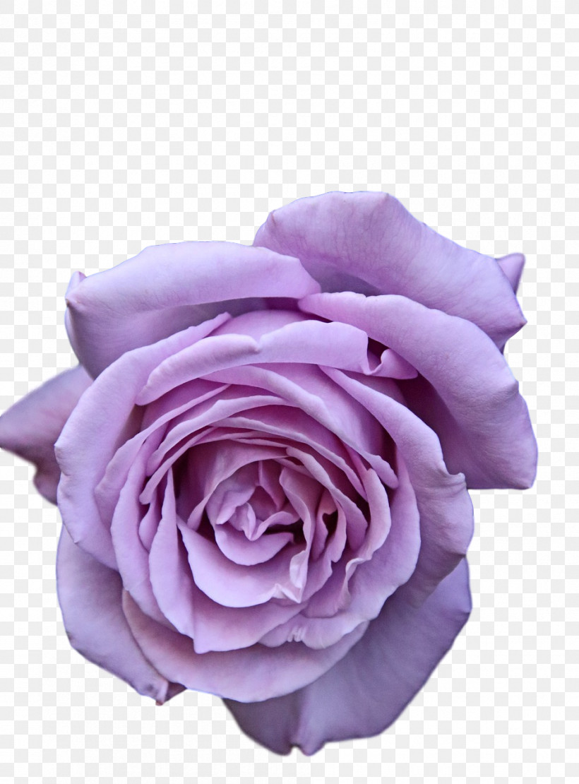 Garden Roses, PNG, 945x1280px, Cut Flowers, Cabbage Rose, Floribunda, Flower, Flower Bouquet Download Free
