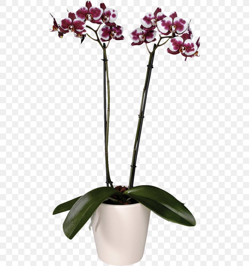 Moth Orchids Flower Garden Roses Cultivar, PNG, 500x877px, Moth Orchids, Artikel, Blossom, Cultivar, Cut Flowers Download Free