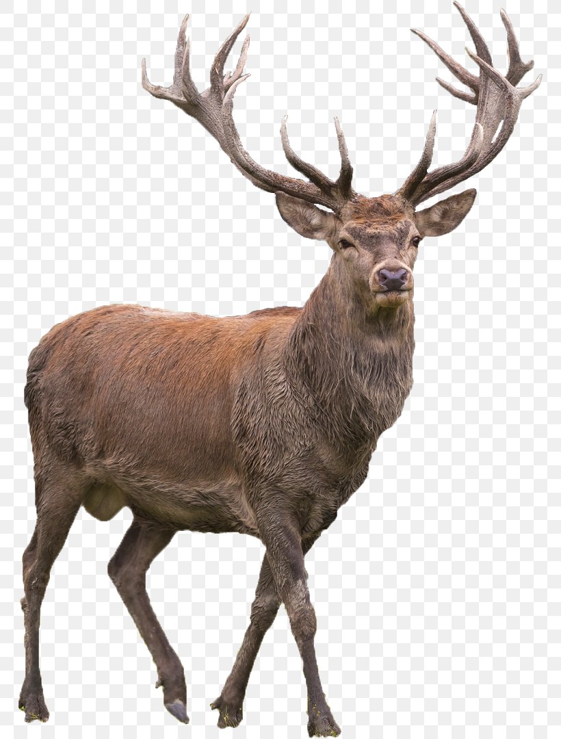 Red Deer Elk Barasingha, PNG, 767x1080px, Deer, Animal, Antler, Barasingha, Elk Download Free