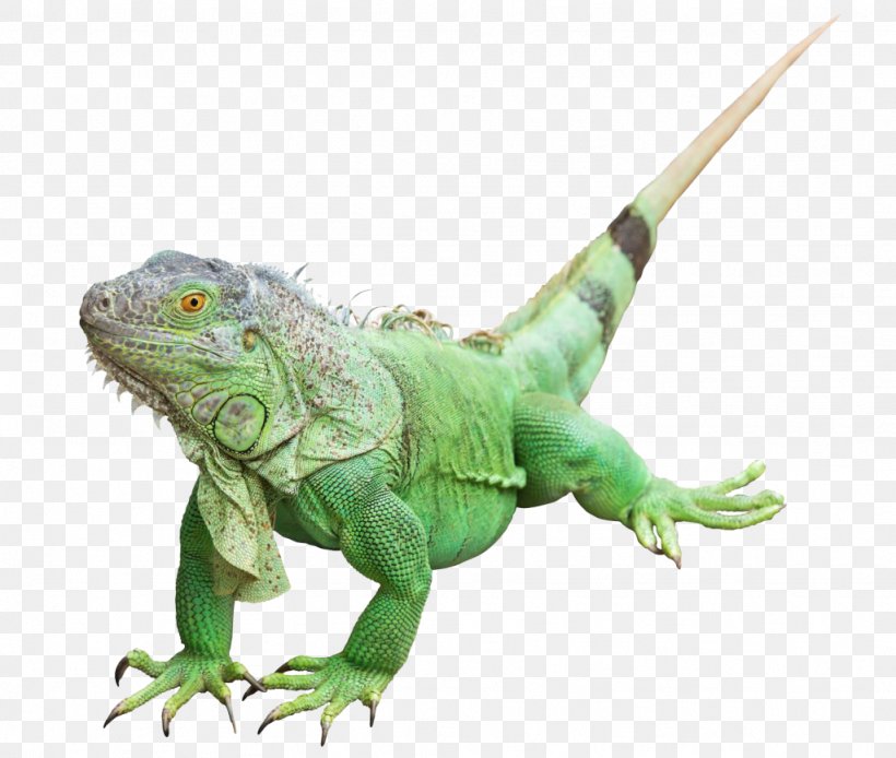 Reptile Common Iguanas Lizard Green Iguana Image, PNG, 1024x867px, Reptile, Common House Gecko, Common Iguanas, Fauna, Green Iguana Download Free