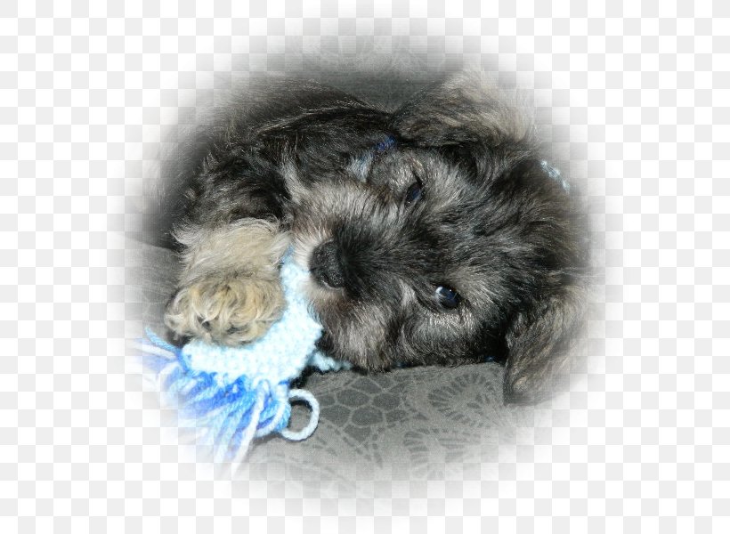 Whiskers Kitten Schnoodle Puppy Dog Breed, PNG, 600x600px, Whiskers, Breed, Carnivoran, Cat, Cat Like Mammal Download Free