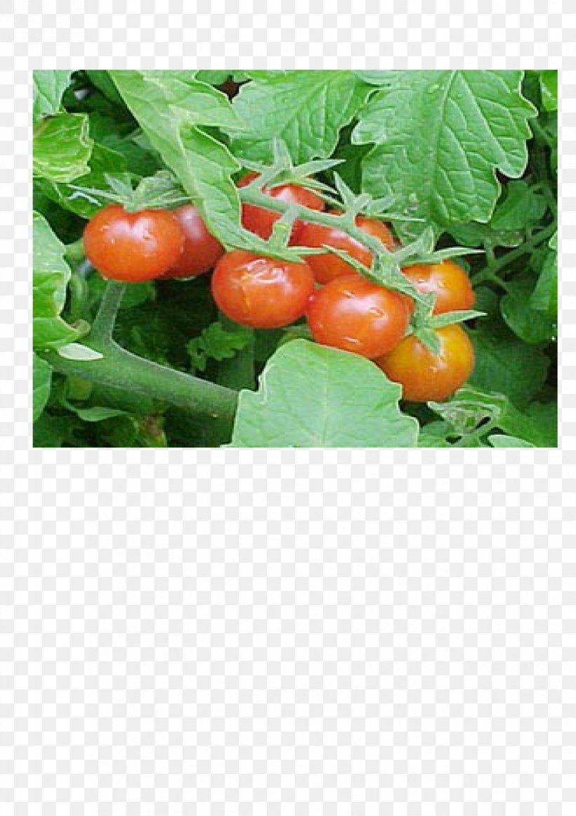 Bush Tomato Palawija Crop Food, PNG, 1653x2339px, Tomato, Australian Desert Raisin, Bush Tomato, Cherry, Crop Download Free