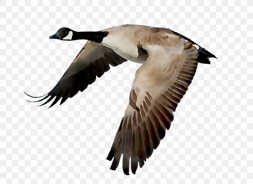 Canada Goose Bird Flight Mallard, PNG, 1126x820px, Goose, Beak, Bird, Canada Goose, Drawing Download Free
