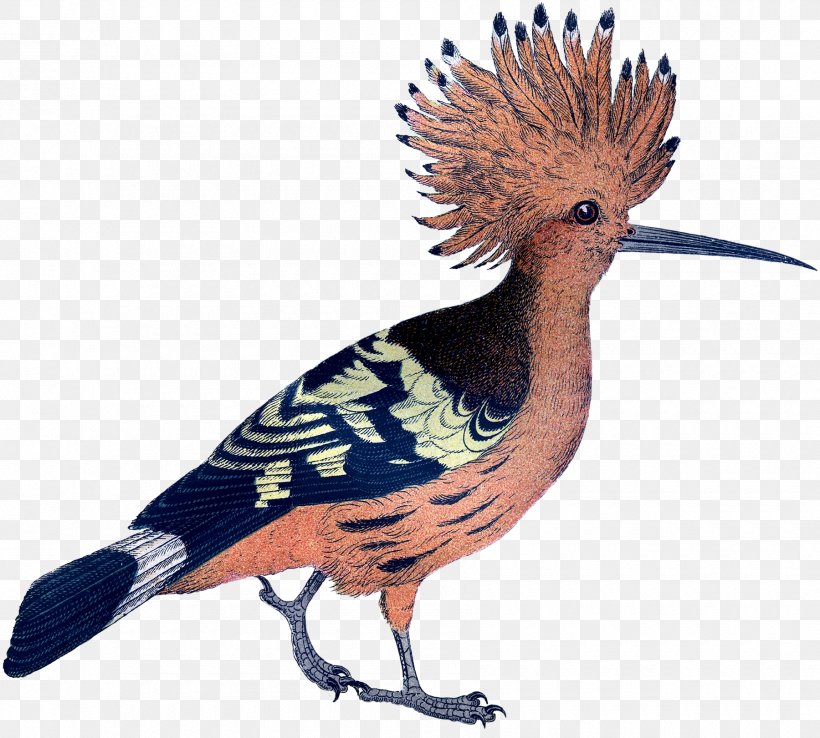Galliformes Feather Crest Beak Fauna, PNG, 1800x1622px, Galliformes, Beak, Bird, Crest, Fauna Download Free