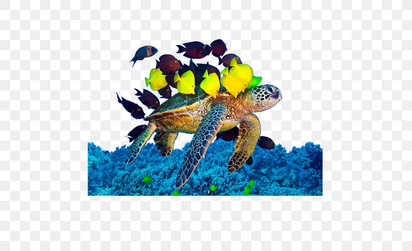 Loggerhead Sea Turtle Photography Image Algae, PNG, 500x500px, Loggerhead Sea Turtle, Algae, Animal, Box Turtle, Coral Download Free