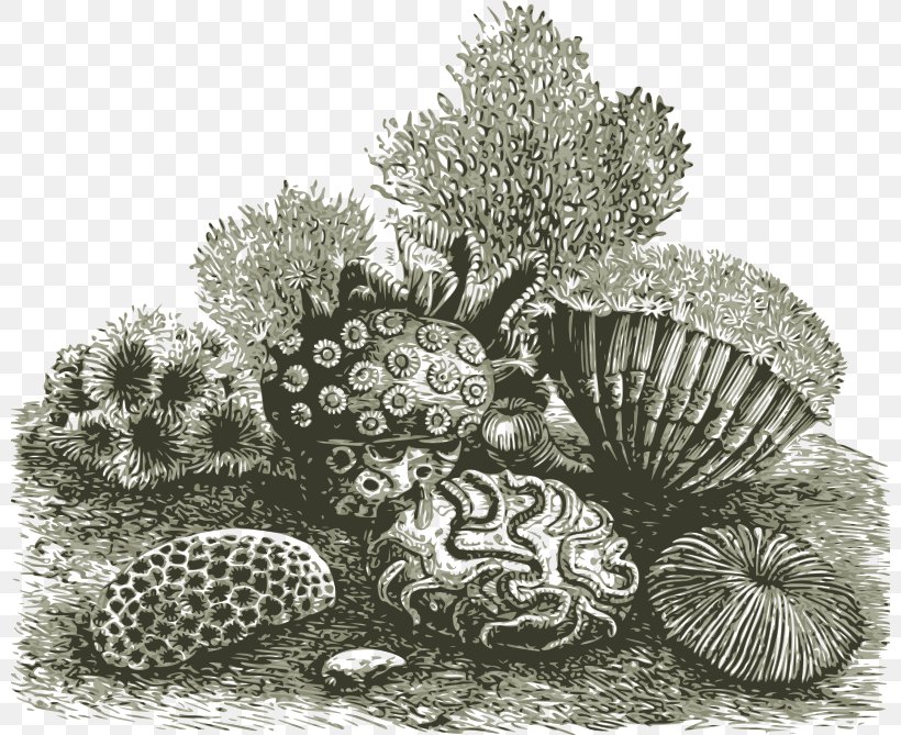 Marine Invertebrates T-shirt Coral Clip Art, PNG, 800x669px, Marine Invertebrates, Black And White, Coral, Coral Reef, Drawing Download Free
