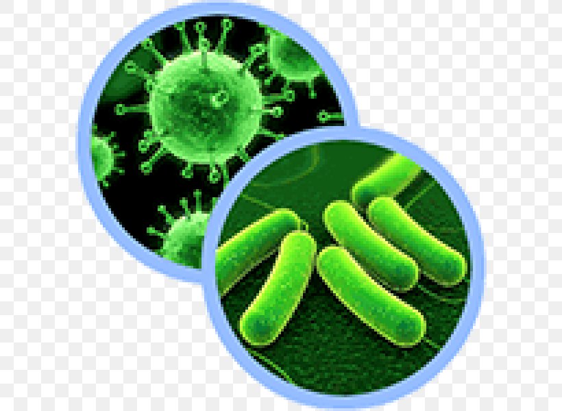 Bacteria Three-domain System Microorganism Probiotic, PNG, 600x600px, Bacteria, Archaeans, Domain, Grass, Green Download Free