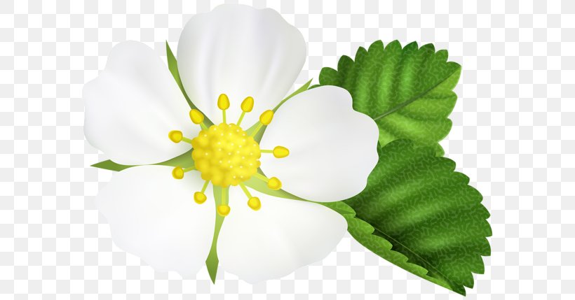 Clip Art Image Petal Flower, PNG, 600x429px, Petal, Anemone, Botany, Cinquefoil, Drawing Download Free