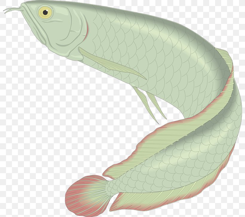 Fish Resource Animal, PNG, 800x727px, Fish, Animal, Asian Arowana, Fauna, Fin Download Free