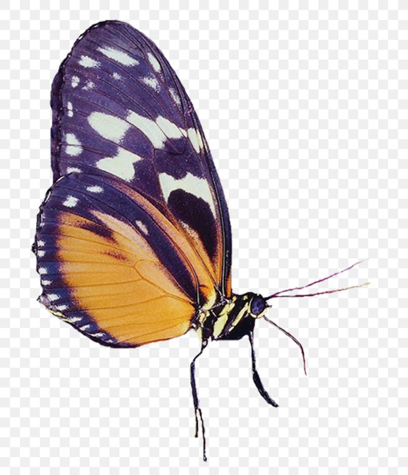Monarch Butterfly Gossamer-winged Butterflies Clip Art, PNG, 794x956px, Monarch Butterfly, Animal, Arthropod, Brush Footed Butterfly, Brushfooted Butterflies Download Free