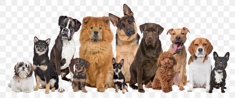American Eskimo Dog Puppy Dog Grooming Dog Daycare Pet Fence, PNG, 2191x913px, American Eskimo Dog, Animal Figure, Canidae, Carnivoran, De Landa Dog Inn Download Free
