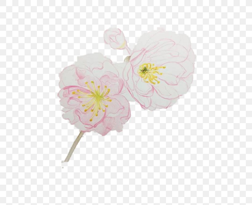Cherry Blossom, PNG, 500x666px, Cherry Blossom, Blossom, Cerasus, Cherry, Cut Flowers Download Free