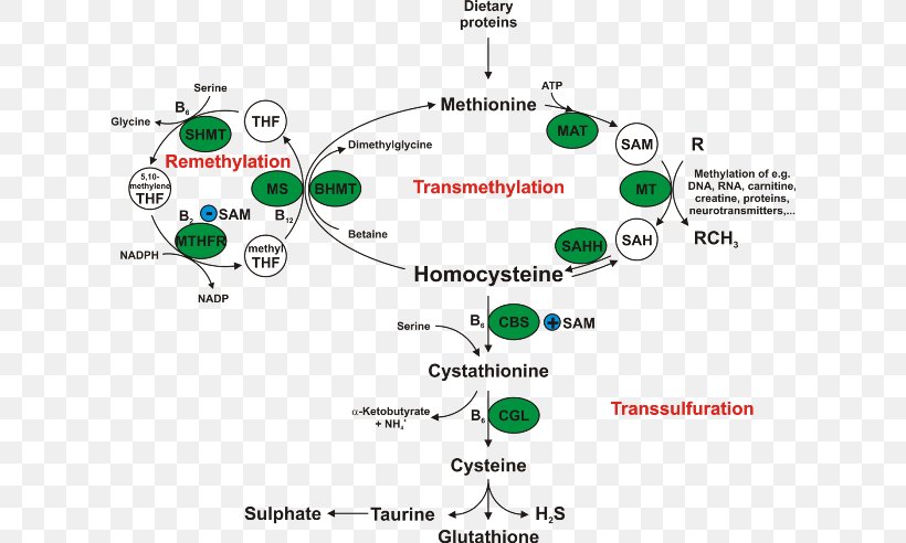 Homocystinuria Cystathionine Beta Synthase Enzyme Methionine Betaine, PNG, 620x492px, Homocystinuria, Area, Betaine, Brand, Cofactor Download Free