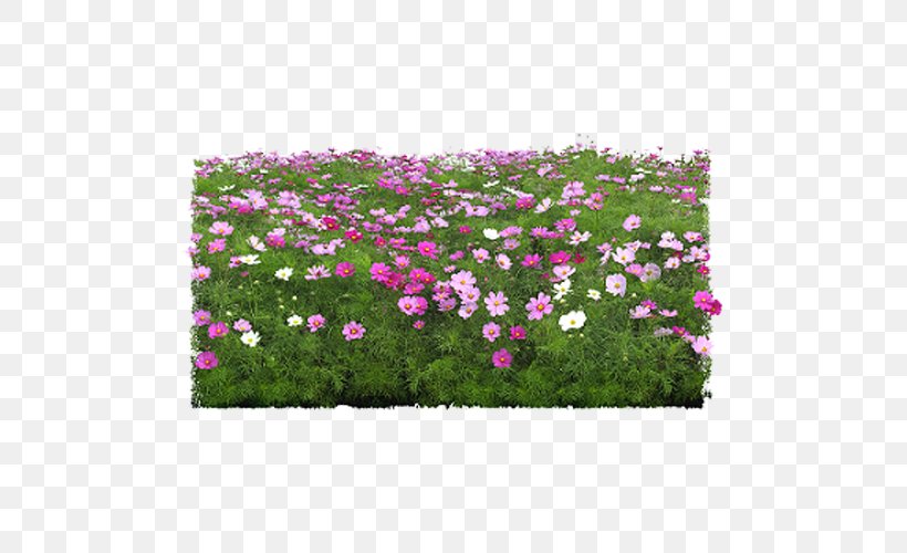 Photography Landscape, PNG, 500x500px, Photography, Annual Plant, Cosmos, Flower, Flower Garden Download Free