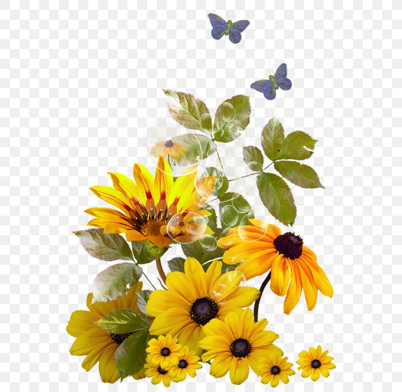 Picture Frames Clip Art Image Common Sunflower, PNG, 568x800px, Picture Frames, Birthday, Calendula, Common Sunflower, Cut Flowers Download Free