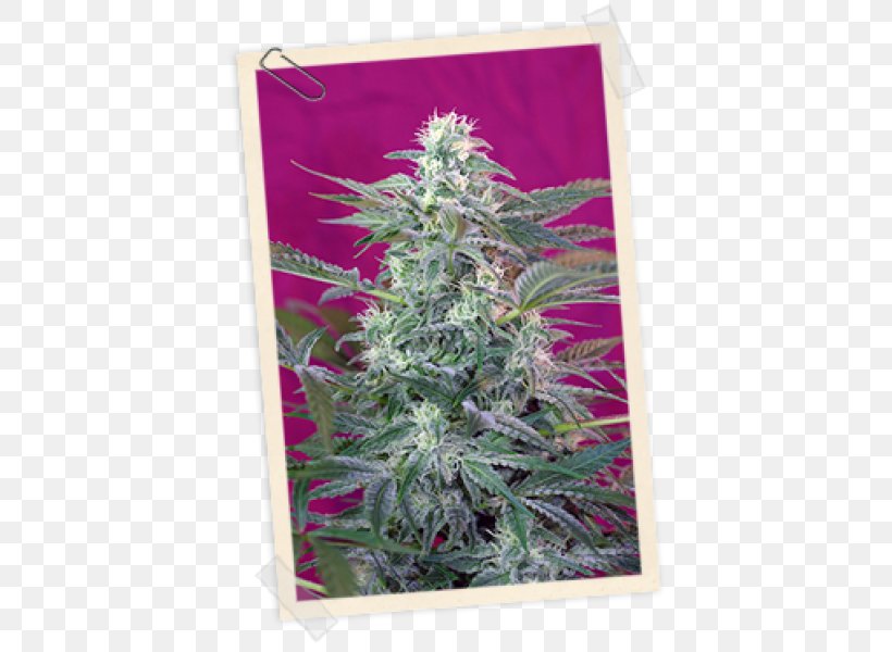 Seed Bank Seed Company Autoflowering Cannabis Skunk, PNG, 600x600px, Seed Bank, Autoflowering Cannabis, Cannabis, Cannabis Sativa, Christmas Tree Download Free