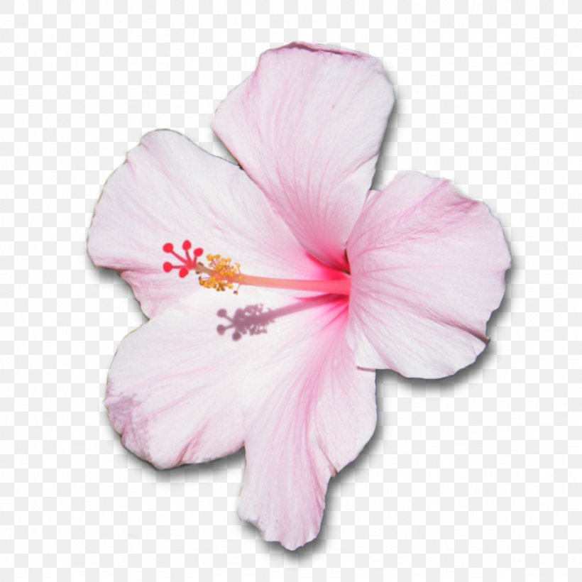 Mallows Shoeblackplant Flower Hawaiian Hibiscus Petal, PNG, 1024x1024px, Mallows, Azalea, Drawing, Flower, Flowering Plant Download Free